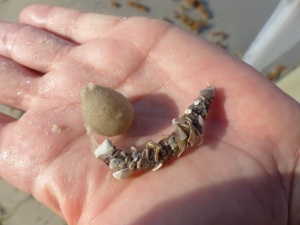 Good stuff from the beach in May:  the sand egg is made by the decorator worm !